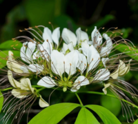 Varun (Crataeva Nurvala)
